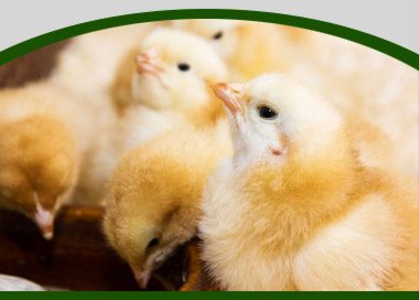 picture of broilers